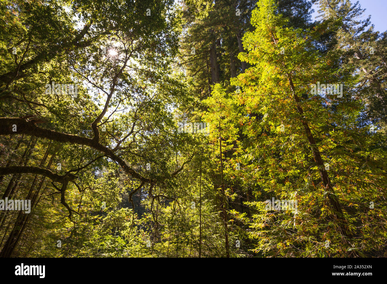 Big Basin Redwoods State Park, Santa Cruz County, Kalifornien, USA. Stockfoto