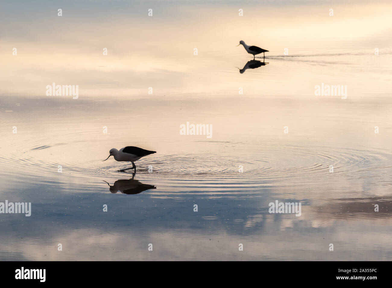 Andengemeinschaft Säbelschnäbler (recurvirostra Andina) Vögel in der Laguna de Chaxa, Salar de Atacama, San Pedro de Atacama, Región de Antofagasta, Chile, Lateinamerika Stockfoto