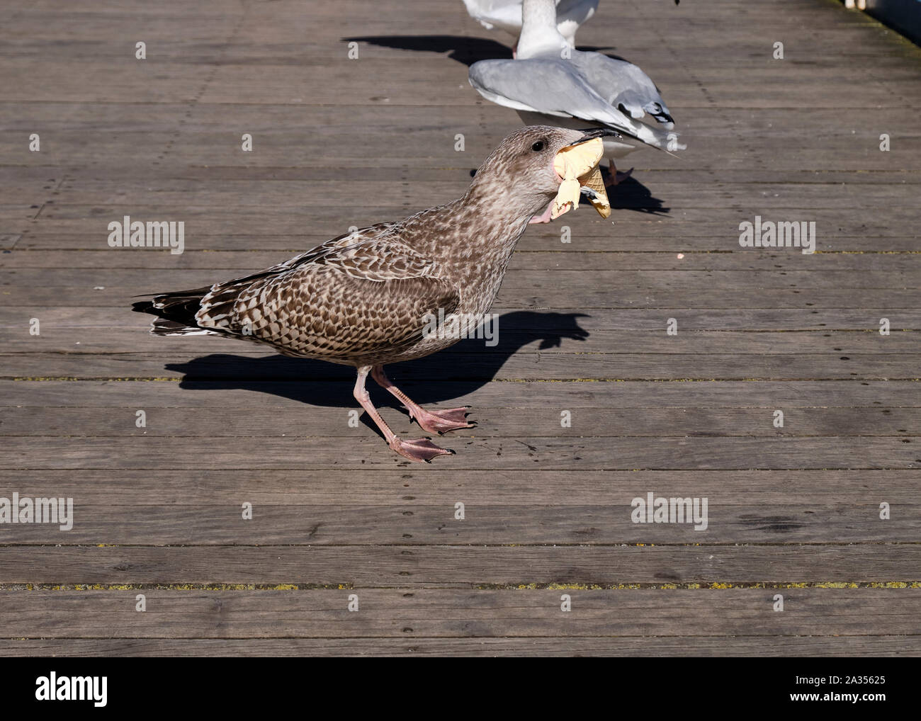 Aggressive juvenile Silbermöwe engulfing auf Eis es einfach auf Holz- Meer Pier in Wales Stahl Stockfoto
