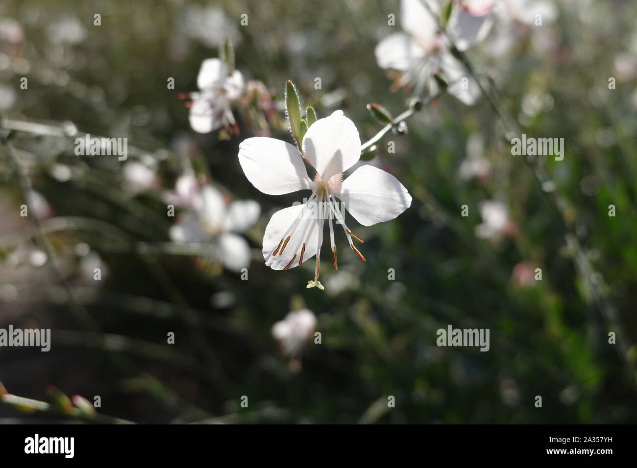 Kleine weiße Blume der gaura lindheimeri oder wirbelndes Schmetterlinge in der Sonne mit Morgentau Epilobium lindheimeri, lindheimer's beeblossom Nahaufnahme Stockfoto