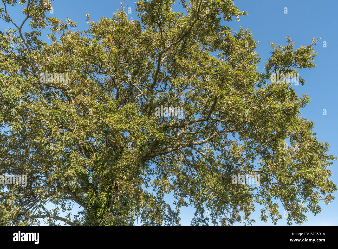 Blätterdach von Acorn beladenen Eiche/Quercus Baum gegen herbstliche blauer Himmel in einem englischen Country Lane, eigentlich ein Cornwall Lane. Stockfoto