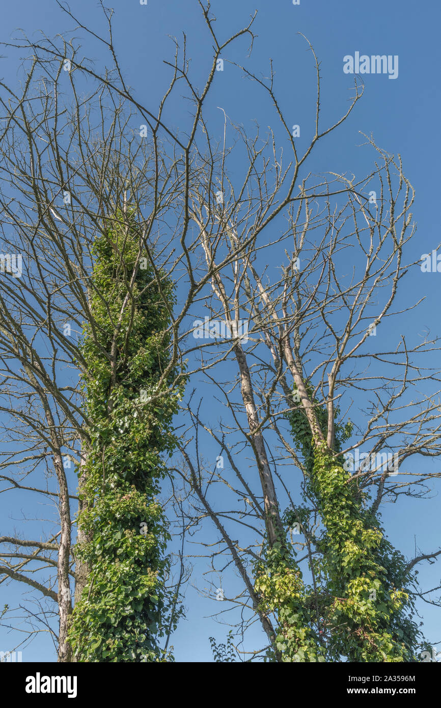 Efeu bedeckter Baumstamm gegen blauen sonnigen Frhlingsshimmel gesetzt.  Kletterpflanzen Konzept, erstickende Metapher, erstickt, schleichende Efeu  Stockfotografie - Alamy
