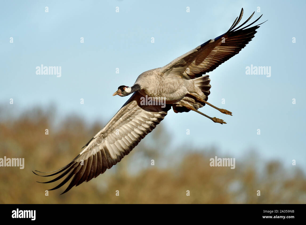 Kran nähert sich das endgültige Ziel Stockfoto