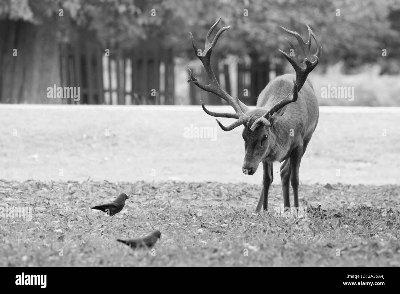 Red deer Hirsch während der Brunft in Bushy Park entfernt. London, Großbritannien. Stockfoto