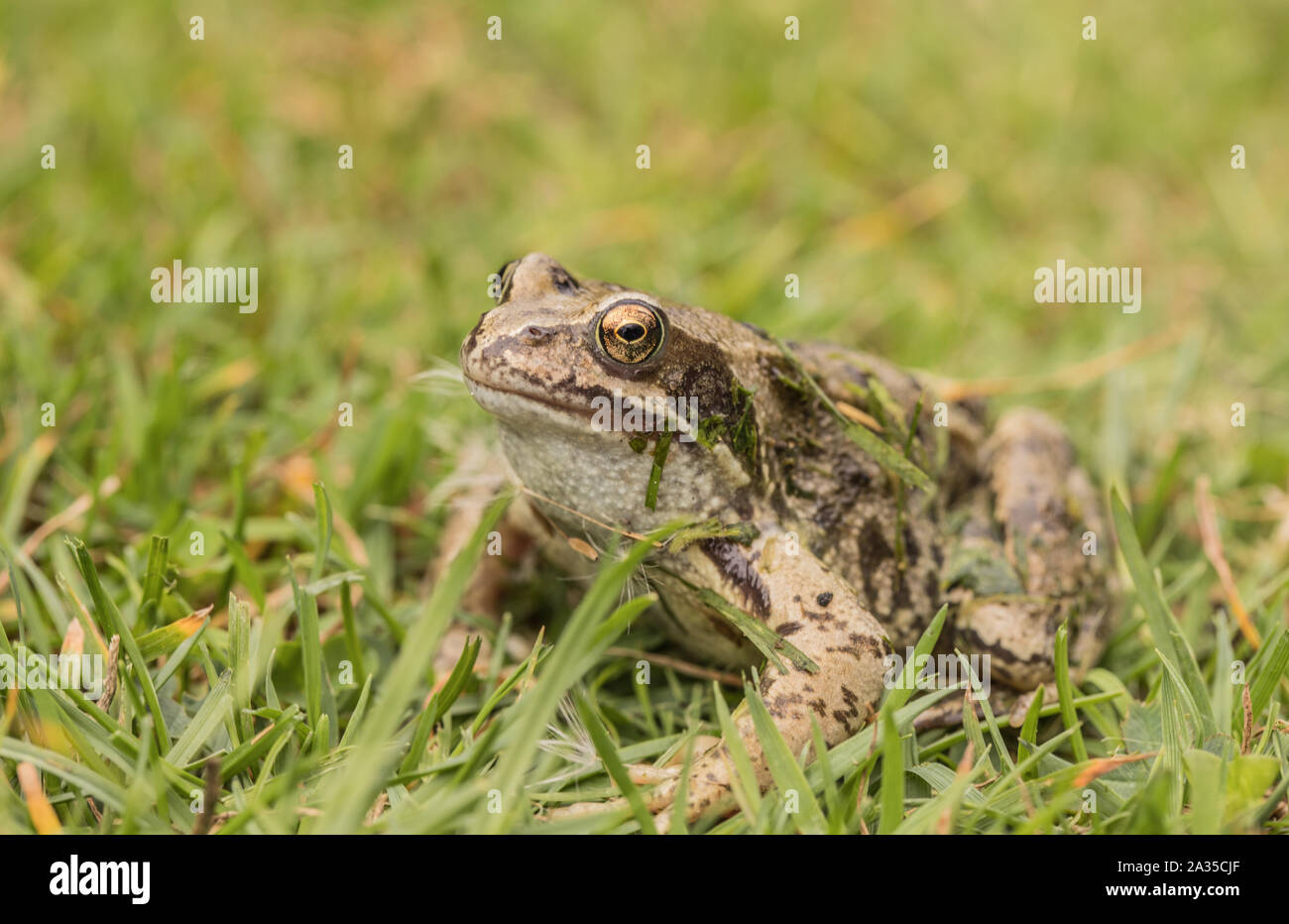Green frog jumping Fotos und Bildmaterial in hoher Auflösung Alamy