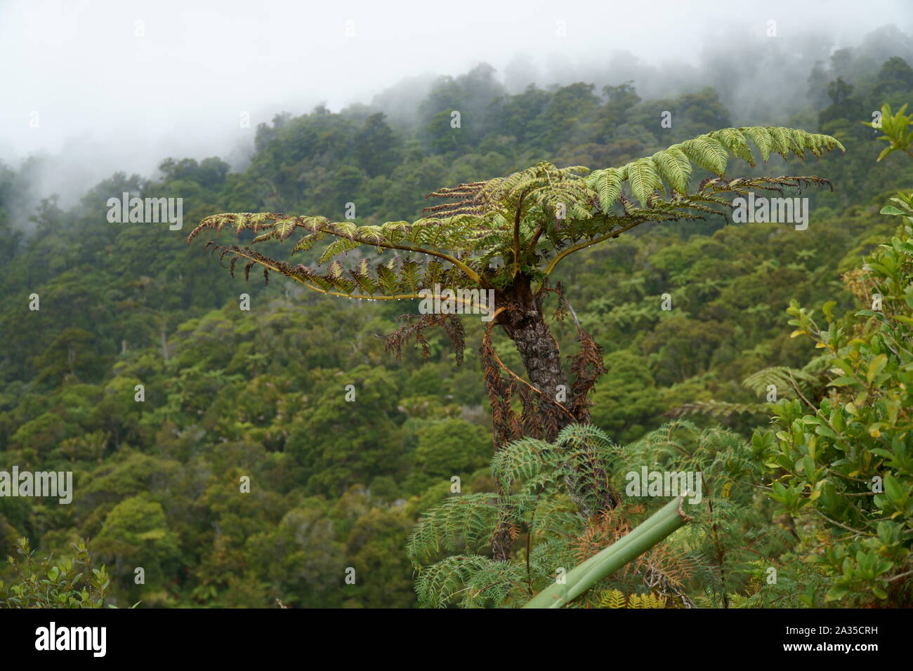 Einsame Palmen, die sich vom Rest des tropischen Waldes abstützen Stockfoto