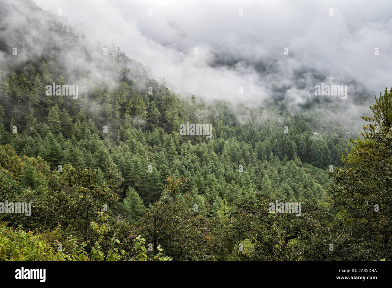 Nebel und Wald im Paro-tal, Bhutan Stockfoto