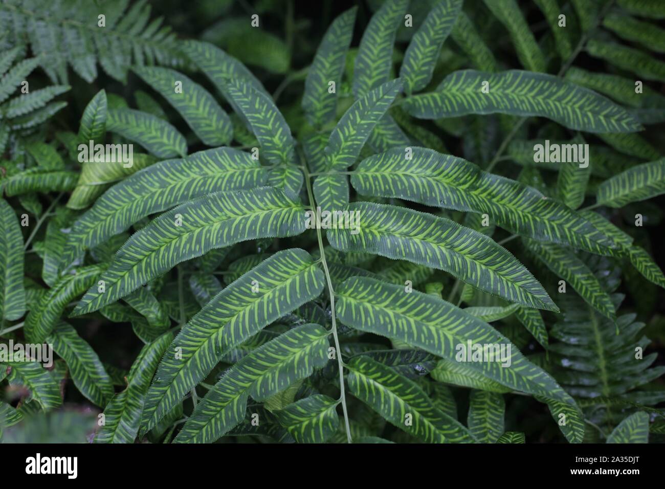Coniogram emeiensis - Bambus Farn Stockfotografie - Alamy