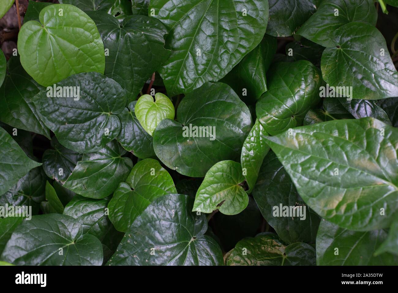 Piper Nigrum - schwarzer Pfeffer Reben. Stockfoto