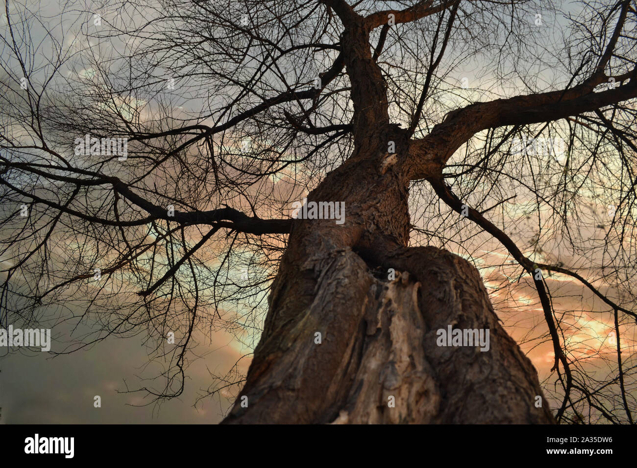 Blatt weniger Baum Hintergrundbild, Vektor- und png-Blätter, Lager Bild Hintergrund Stockfoto