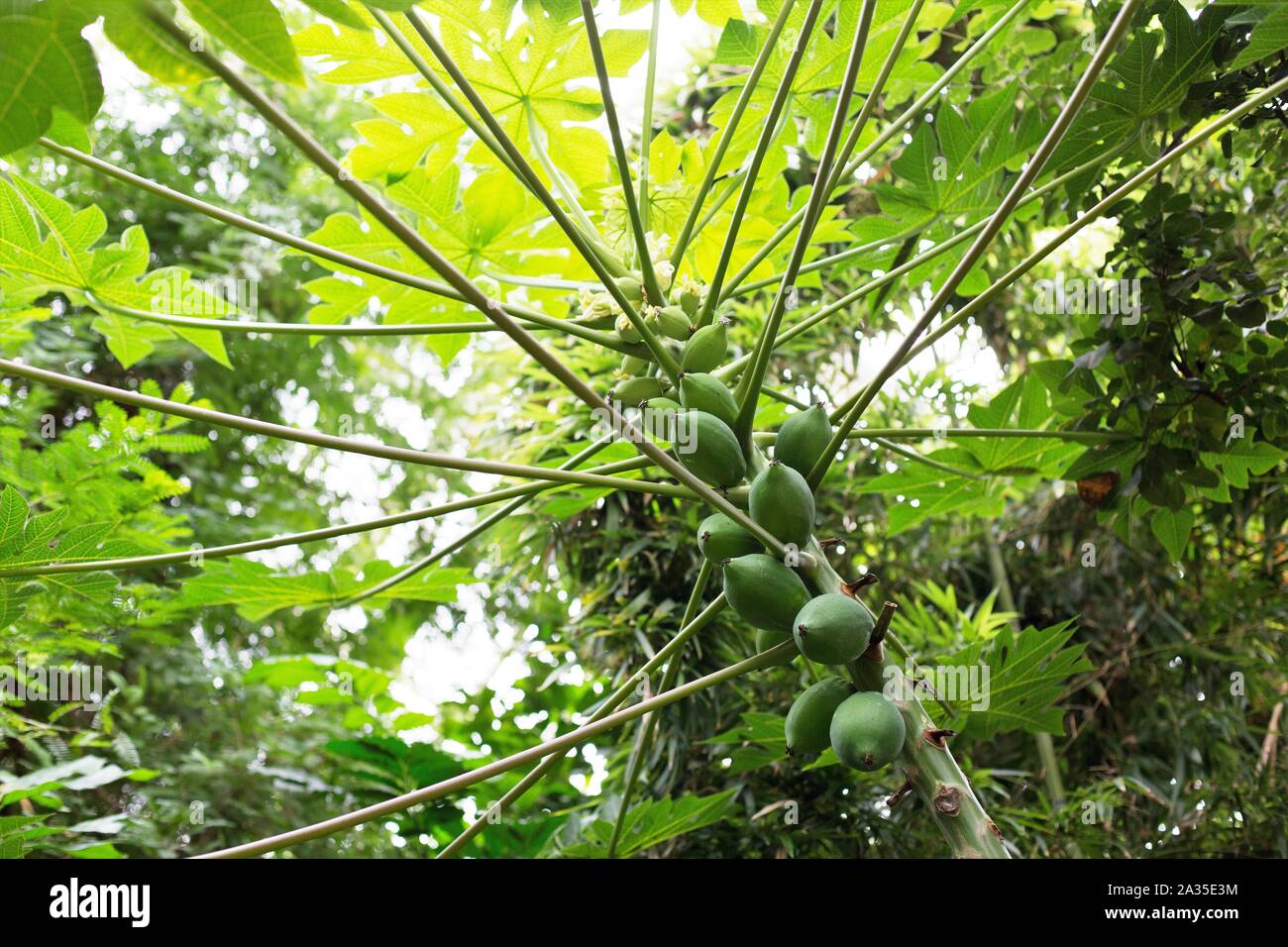 Carica papaya Baum. Stockfoto
