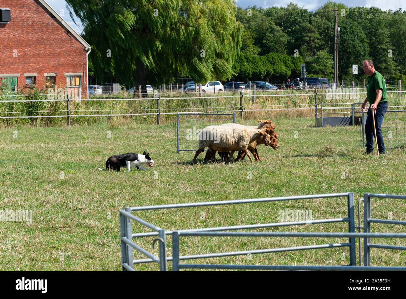 Kieldrecht, Belgien, 1. September 2019, Schäferhund treibt die Schafe zu den Hirten, die die Schafe in zwei Gruppen zu teilen Stockfoto