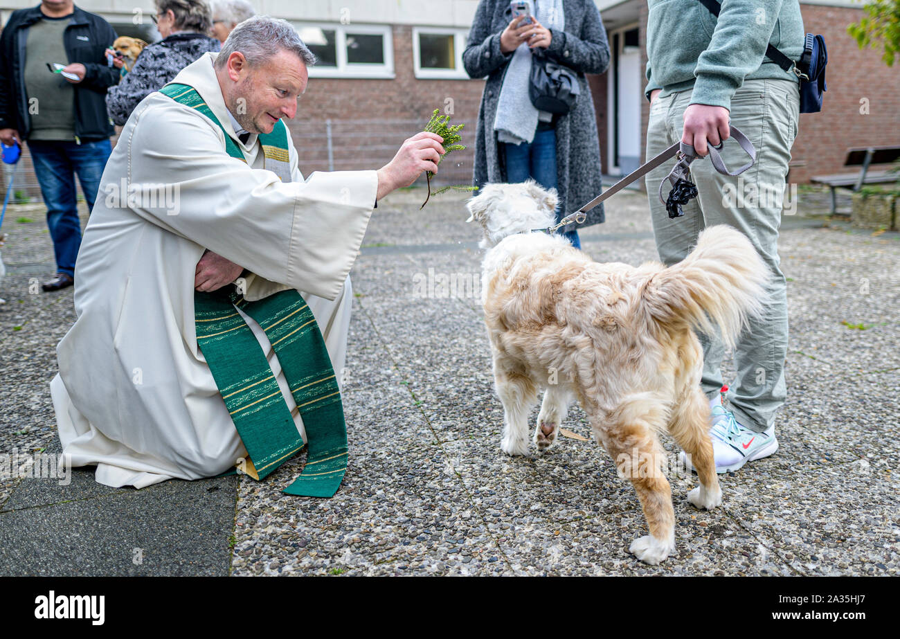 Hamburg, Deutschland. 05 Okt, 2019. Pastor Alexander Görke, katholischer Pfarrer der Kirche in Jenfeld, segnet der Australian Shepherd "Nett". Die Tiere wurden bei einem Gottesdienst in der St. Agnes Kirche gesegnet. Quelle: Axel Heimken/dpa/Alamy leben Nachrichten Stockfoto