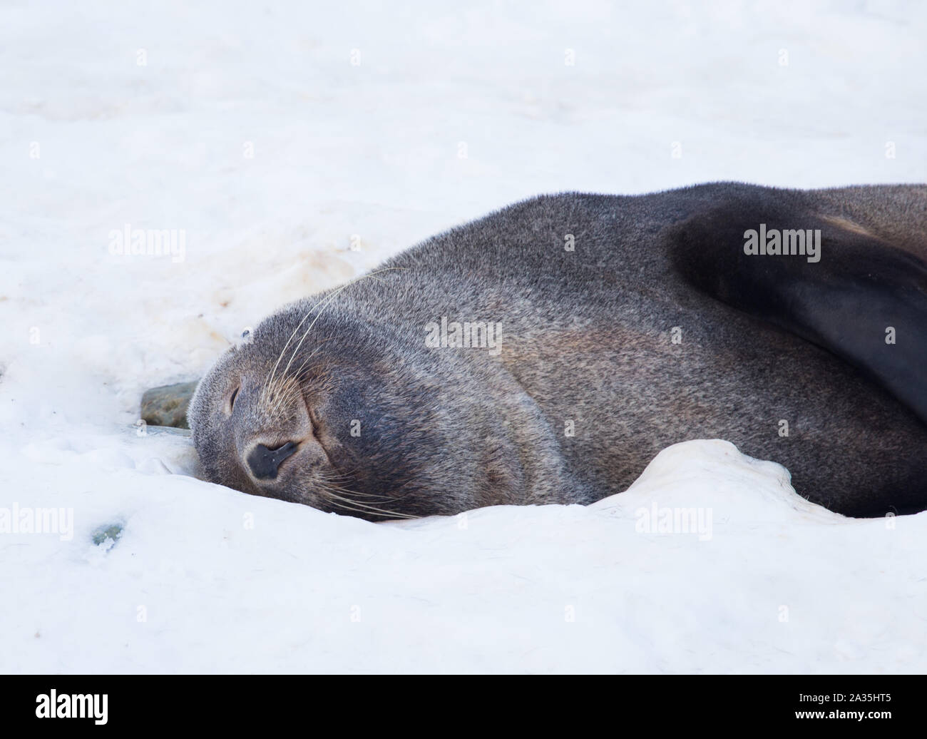 Der Antarktis Fell Dichtung mit Eröffnung Mund sitzen auf dem Schnee, argentinischen Inseln Region, galindez Island in der Antarktis. Stockfoto