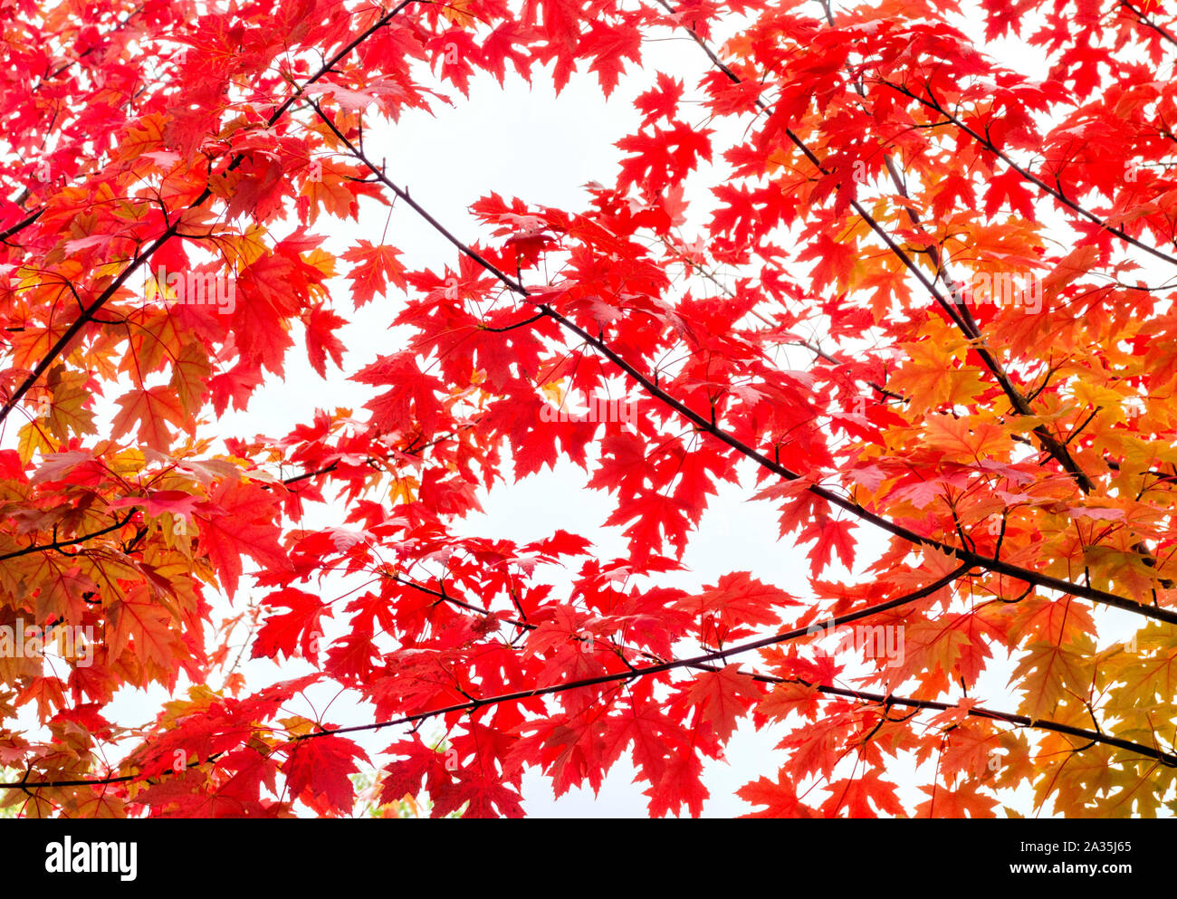 Rot und Gold Acer Blätter, Hertfordshire, Großbritannien Stockfoto