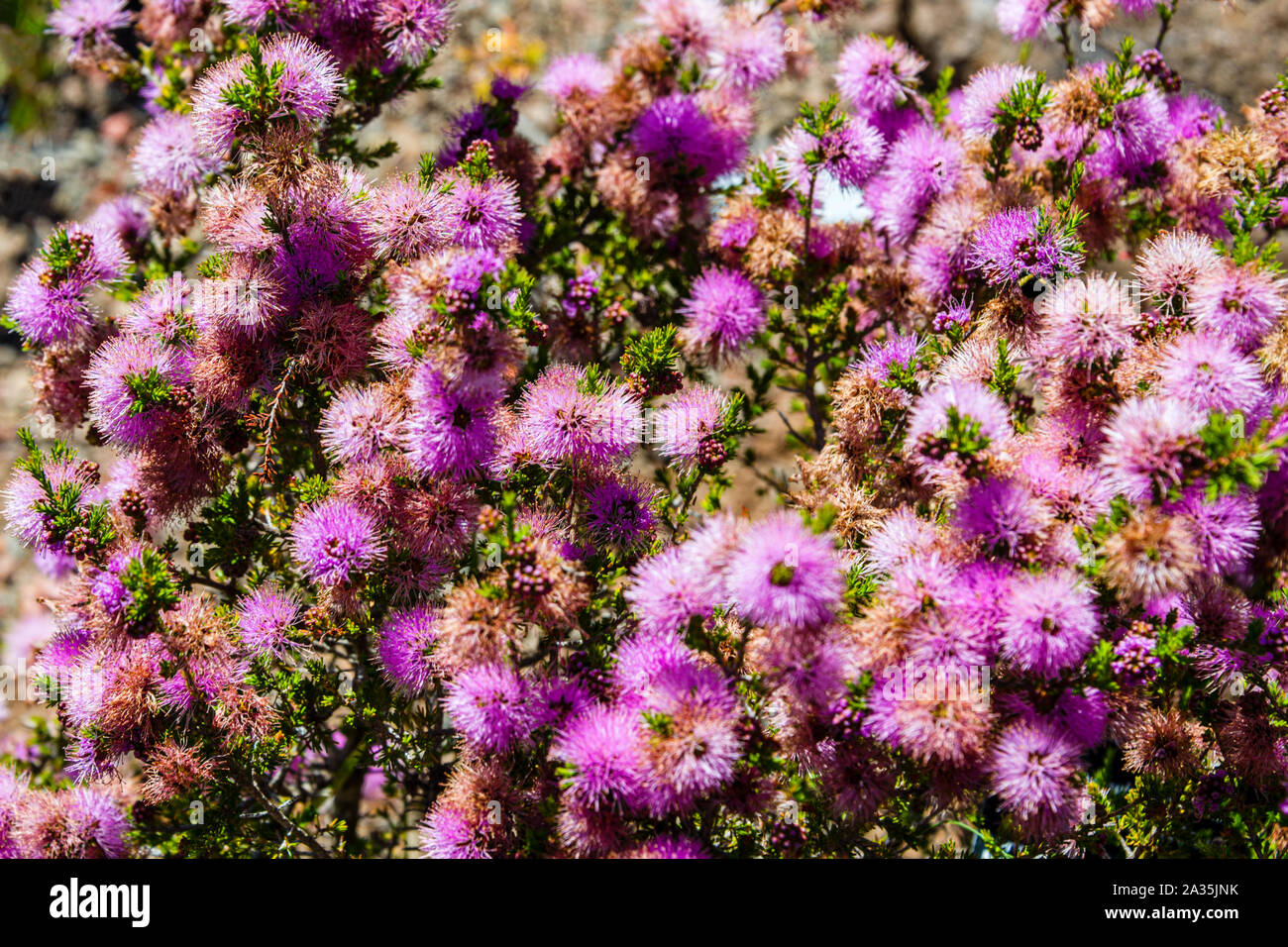 Universität von Kalifornien in Santa Cruz Arboretum, Zwerg Rosa Bottlebrush Stockfoto