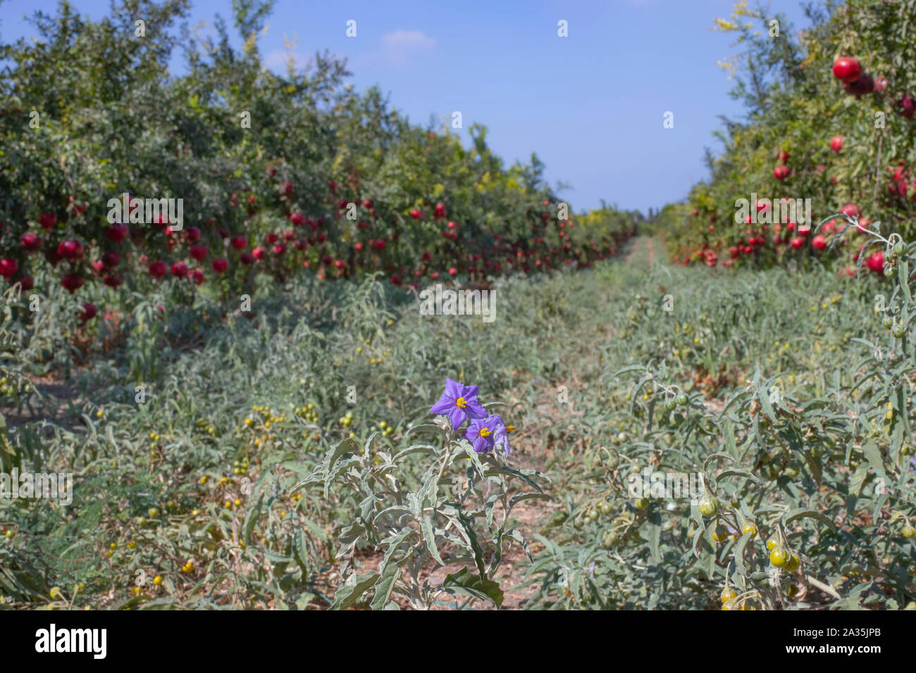 Decora Nachtschatten Blumen und Früchte zwischen den Reihen von granatapfelbäumen mit reifen Früchten an den Ästen. Stockfoto