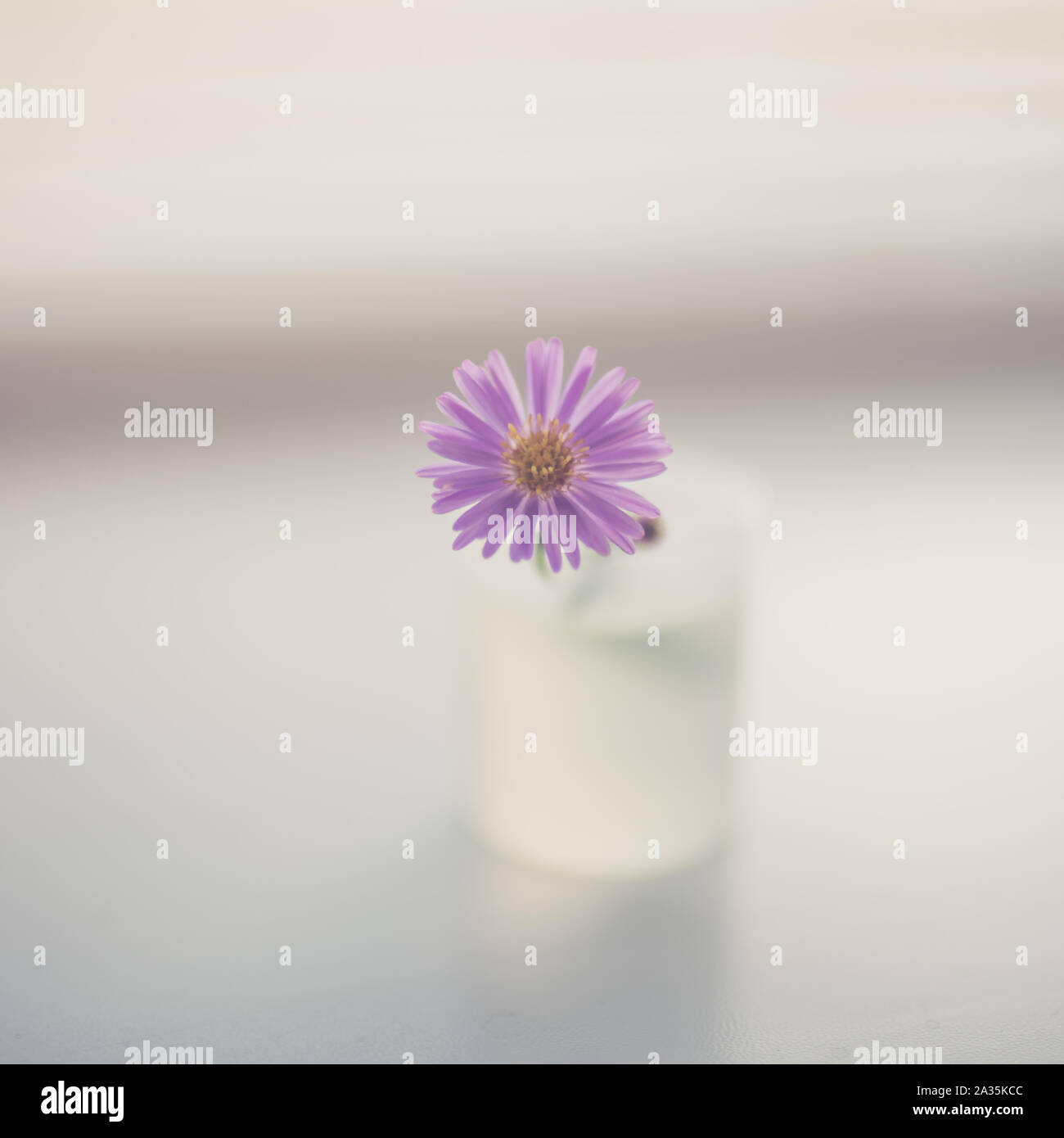 Zart violette Blume Chrysantheme in einer kleinen Vase auf einem leicht verschwommenen Tabelle. Stockfoto