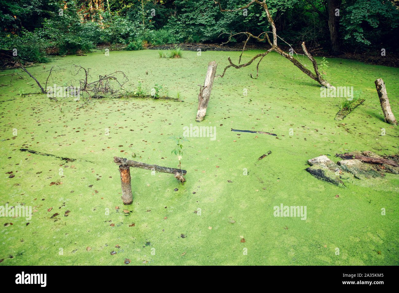 Überwucherte Wasser im Sumpf. Sumpf in der forestOvergrown Wasser im Sumpf. Sumpf im Wald Stockfoto