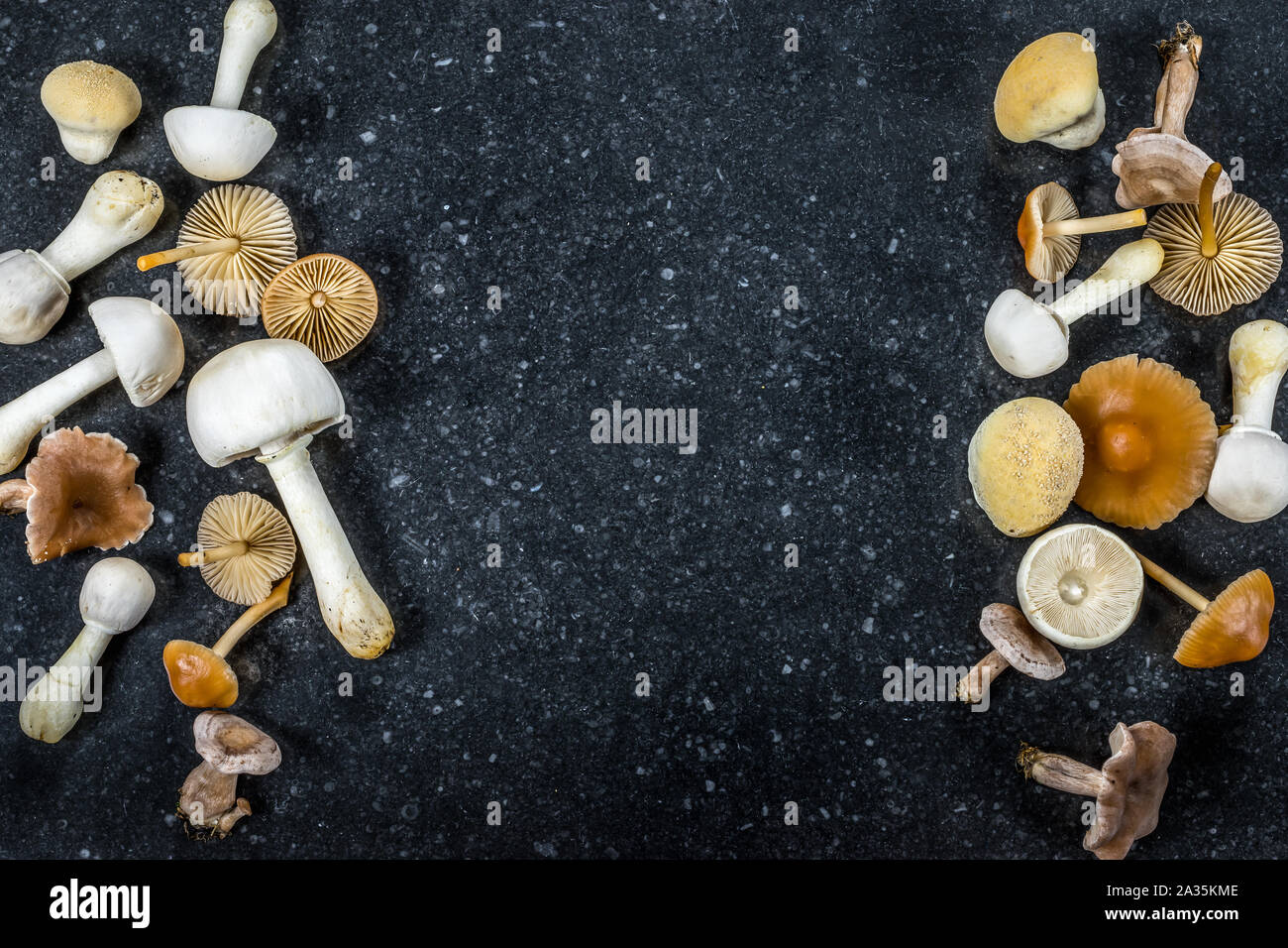 Zwei vertikale Grenzen mit verschiedenen kleinen Pilze auf dunkle Textur Hintergrund. Stockfoto