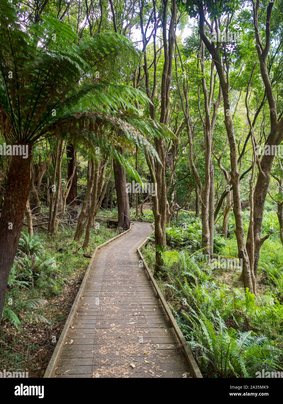 Üppige Vegetation und riesige Farne auf dem Lilly Pilly Gully Circuit Trail Stockfoto