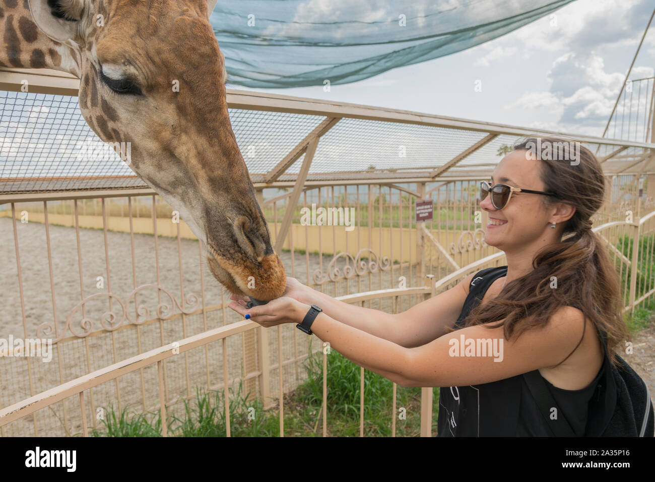 Glückliche junge Frau beobachten und füttern Giraffen im Zoo. Junge attraktive touristische Frau feeds niedliche Giraffe. Das Konzept des Vertrauens und der Freundschaft. Stockfoto