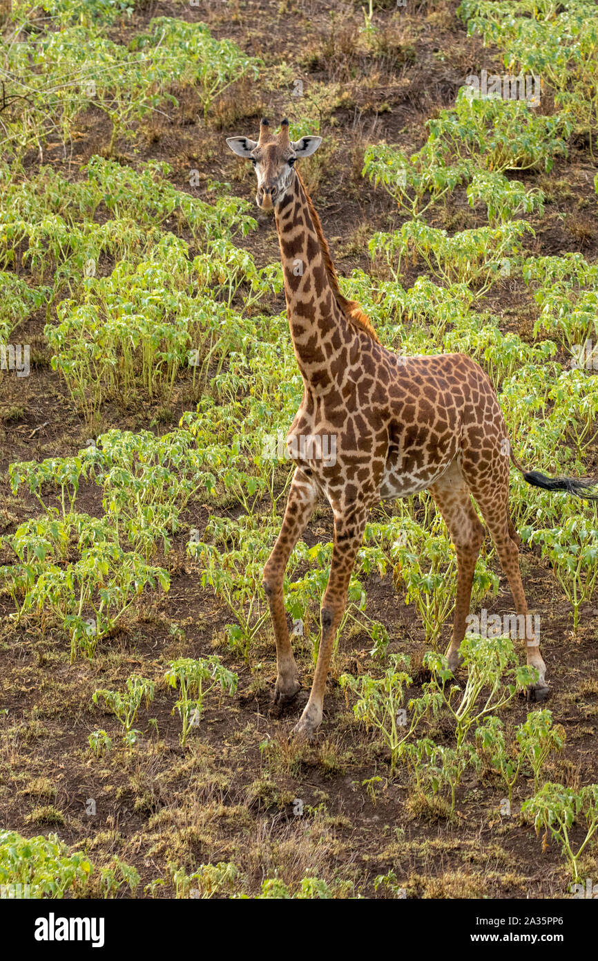 Afrika, Kenia, Luftaufnahme von Giraffe (Giraffa Camelopardalis) in der Nähe von shompole Conservancy in Rift Valley in der Nähe von Magadi Stockfoto