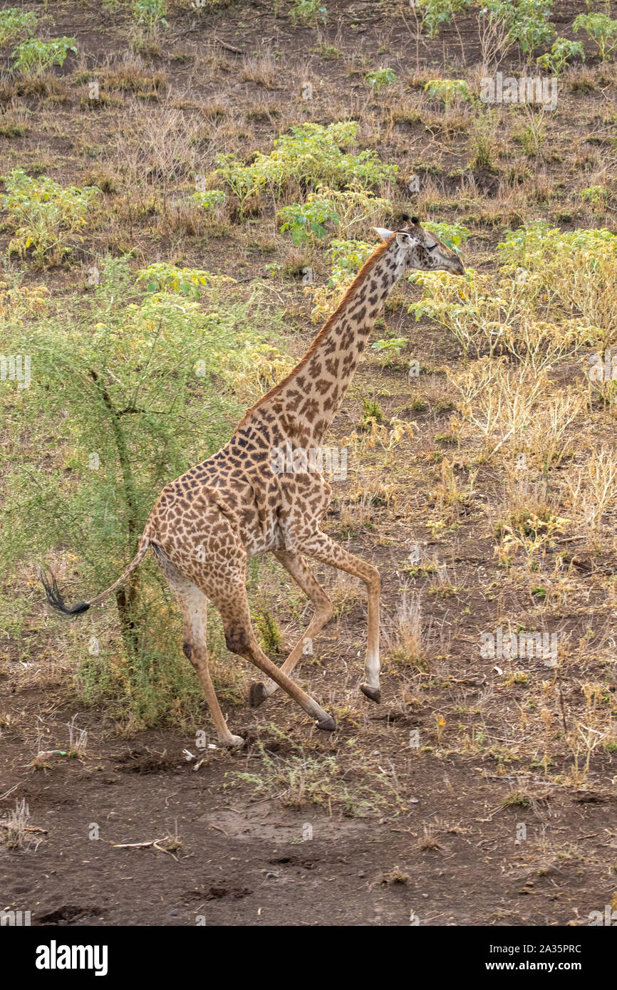 Afrika, Kenia, Luftaufnahme von Giraffe (Giraffa Camelopardalis) durch Bürste nahe Shompole Conservancy in Rift Valley in der Nähe von Magadi Stockfoto