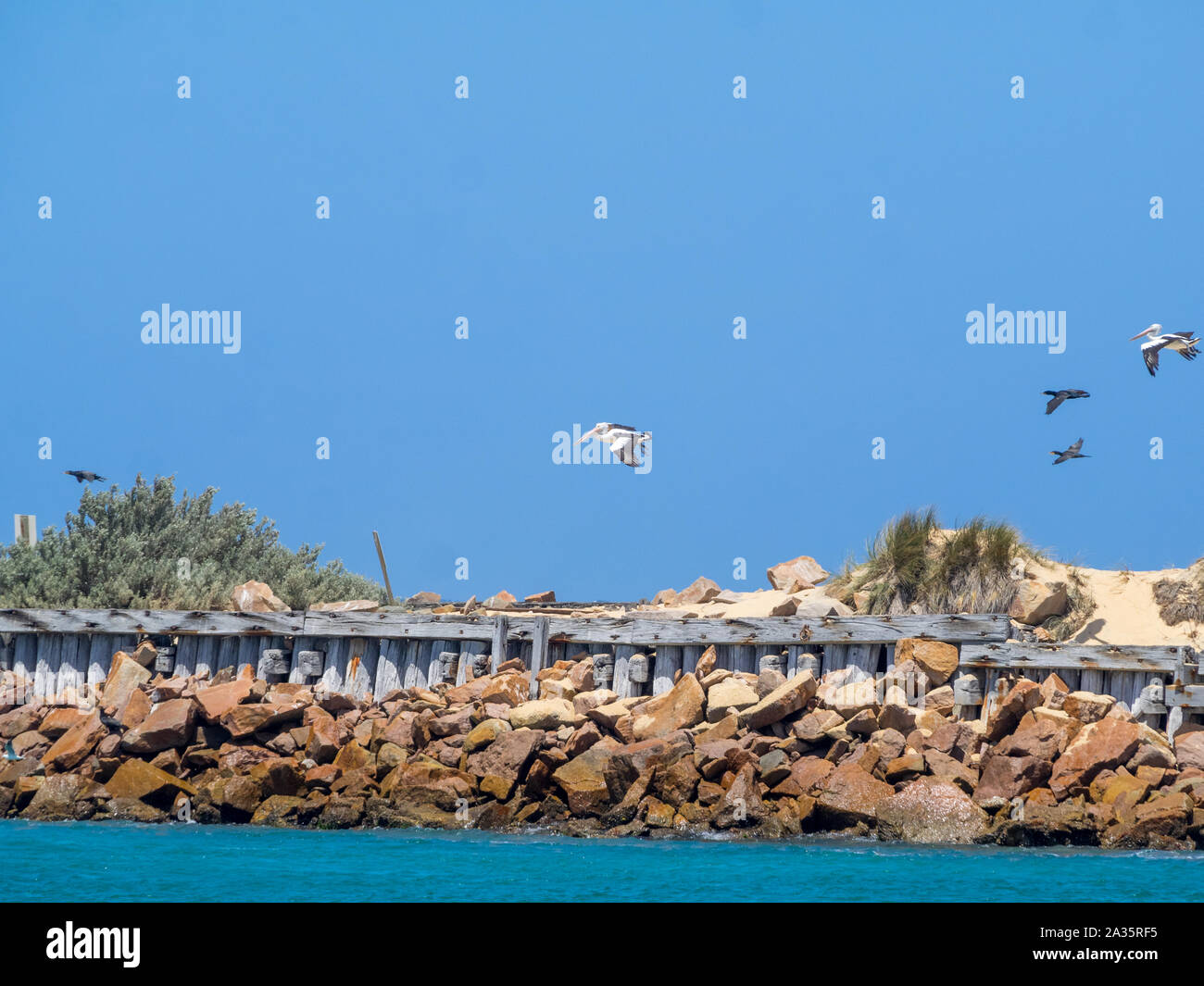 Vögel an der Flussmündung in Lakes Entrance, Victoria, Australien Stockfoto