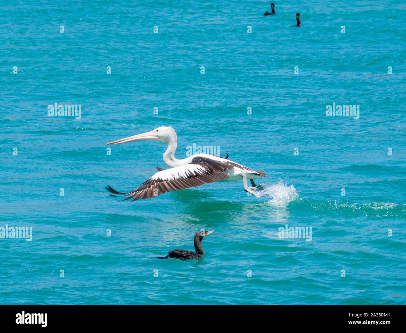 Ein Pelikan, der in Lakes Entrance, Victoria, Australien, über das Wasser fliegt Stockfoto