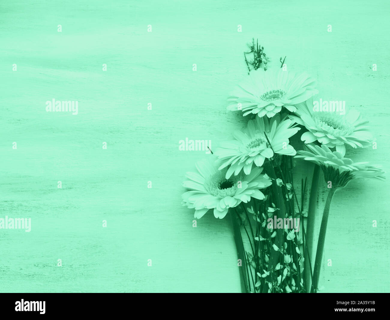 Wunderschöne Blumen auf Pastell grün hinterlegt. Frau, Mutter Tag Grußkarte. Mintgrün Farbe von 2020 Stockfoto