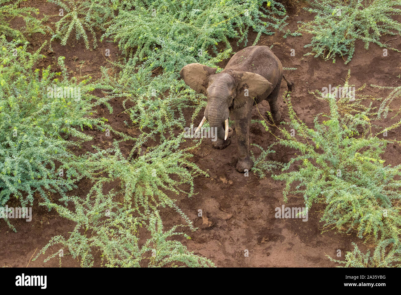 Afrika, Kenia, Shompole, Luftaufnahme von großer Erwachsener Elefant (Loxodonta africana) Wandern in Shompole Conservancy in Rift Valley. Stockfoto