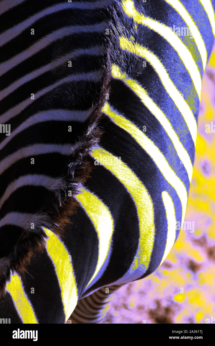 Abstraktes buntes Tier, Zebra. Stockfoto