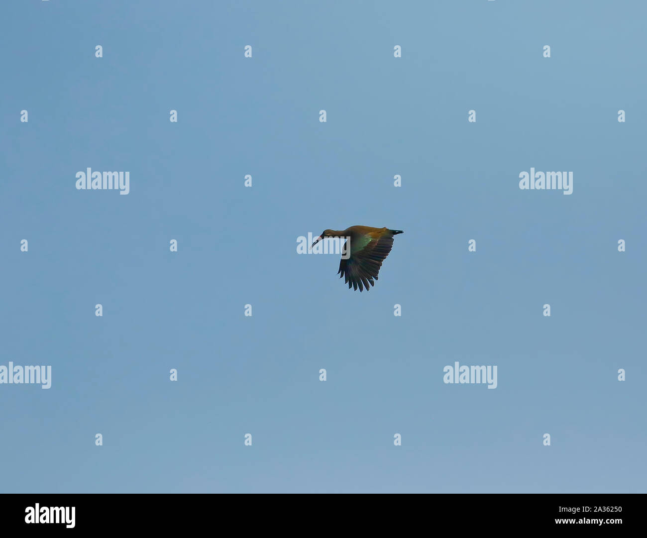 Hadada ibis (Bostrychia Hagedash). Kafue National Park. Sambia Stockfoto