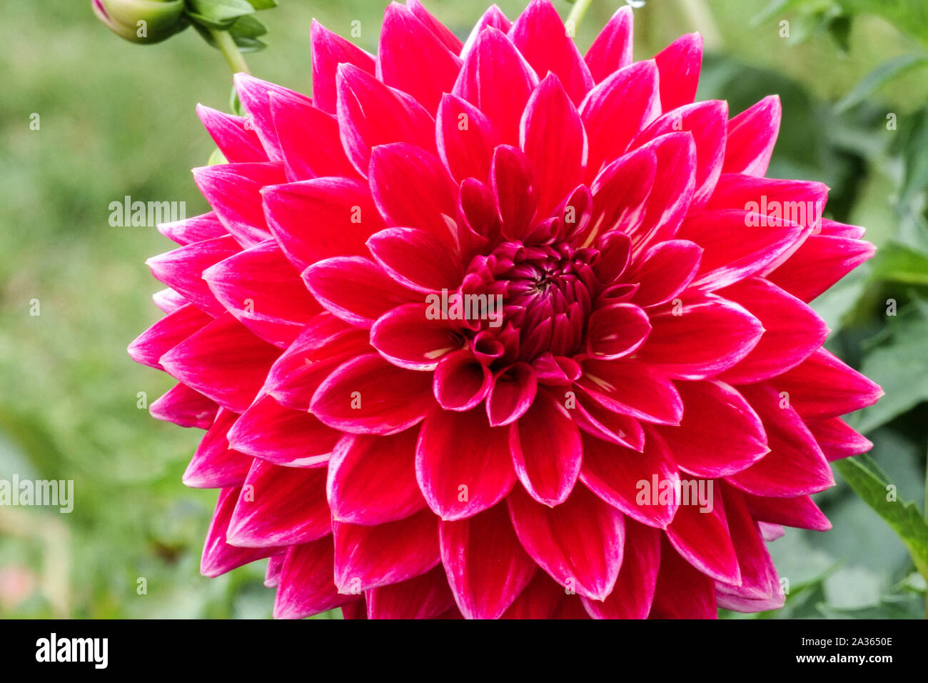 Rote Dahlienblume „Canby Centennial“, Dahlien Stockfoto