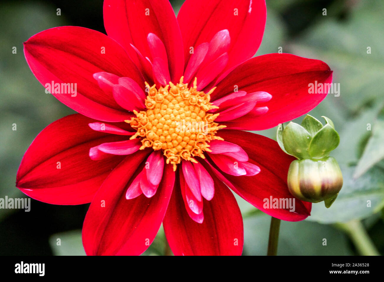 Rote Dahlia 'Don Hill', Dahlien einzelne Blume Stockfoto