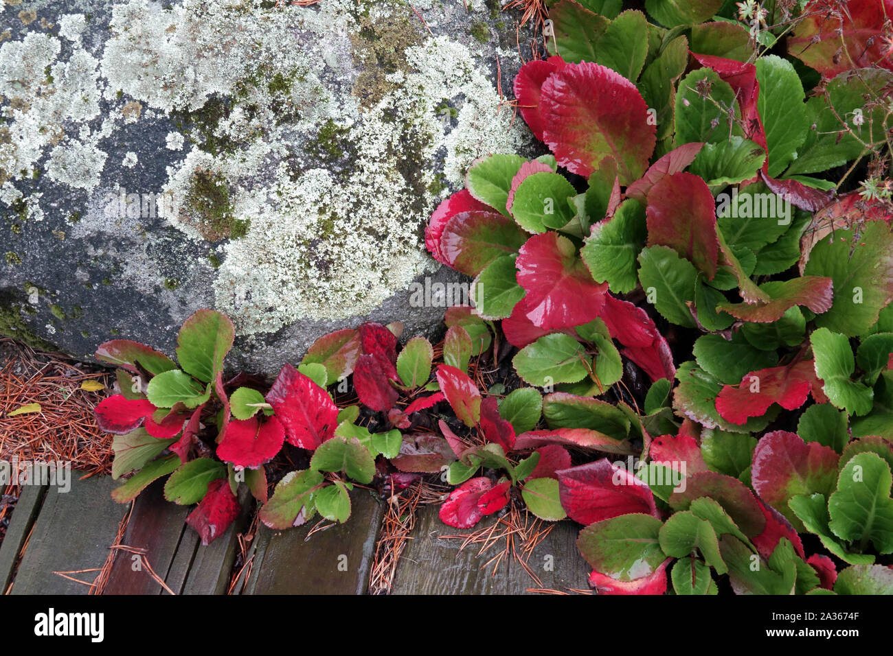 Elefantenohren, Pigsqueak, Bergenia rote Blätter Herbst, Grenze Gartenweg um den Stein Stockfoto