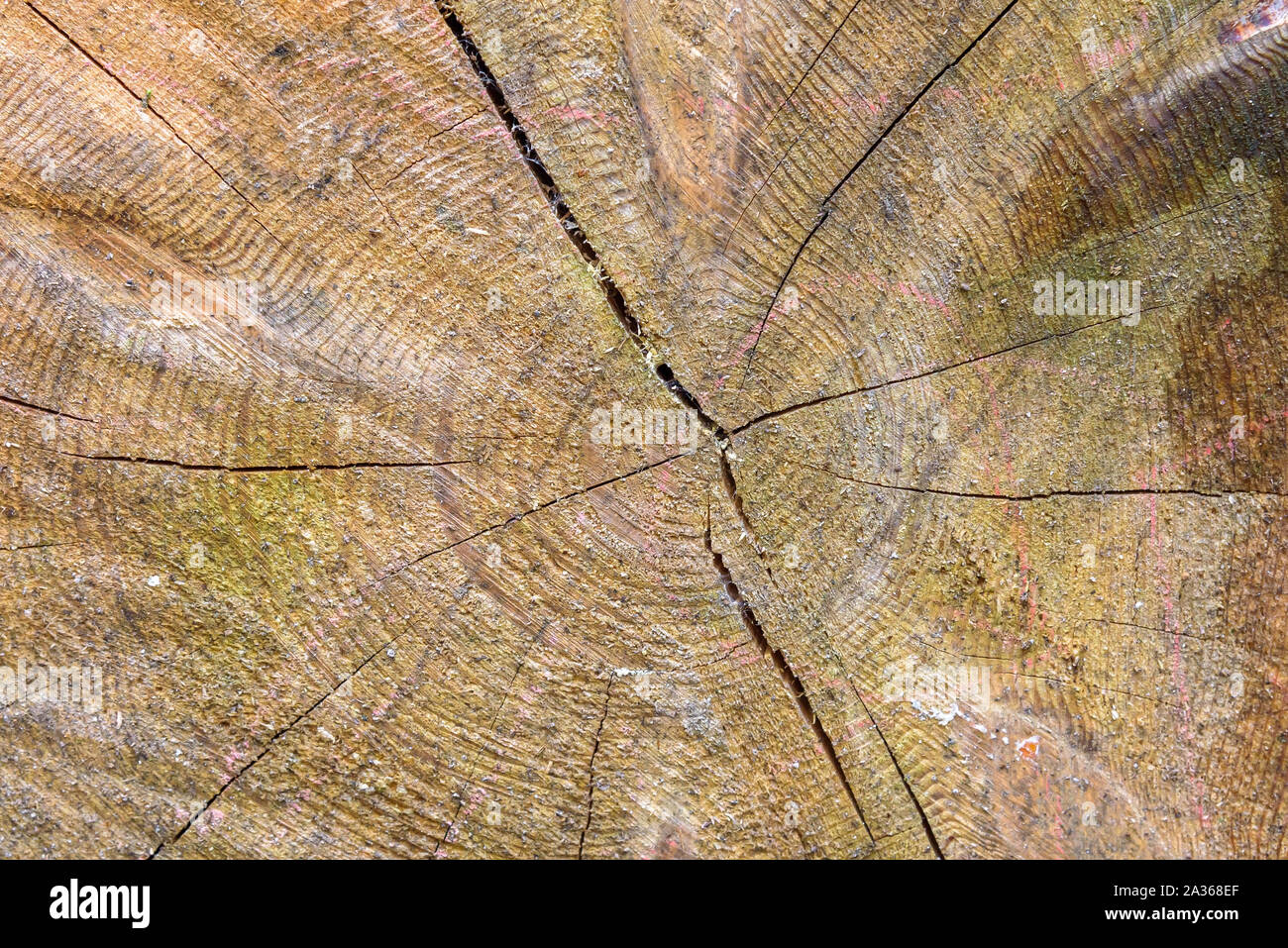 Natürliche Hintergrund oder Textur aus schnitt Baumstamm Stockfoto