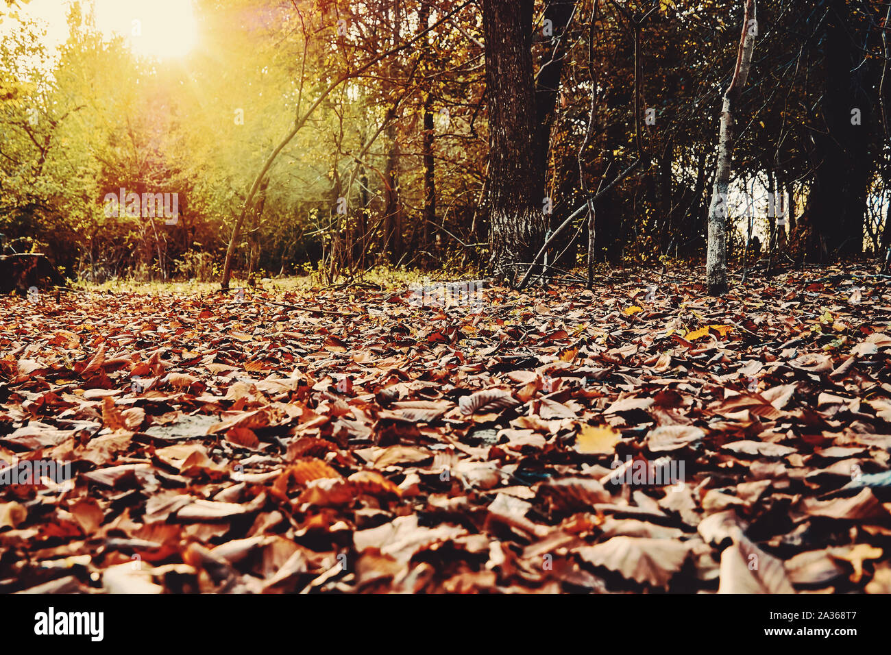 Schönen Wald im Herbst mit Sonnenstrahlen durch die Bäume und leuchtend gelben Blätter im Herbst Stockfoto