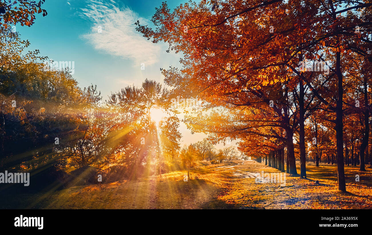 Schönen Wald im Herbst mit Sonnenstrahlen durch die Bäume und leuchtend gelben Blätter im Herbst Stockfoto