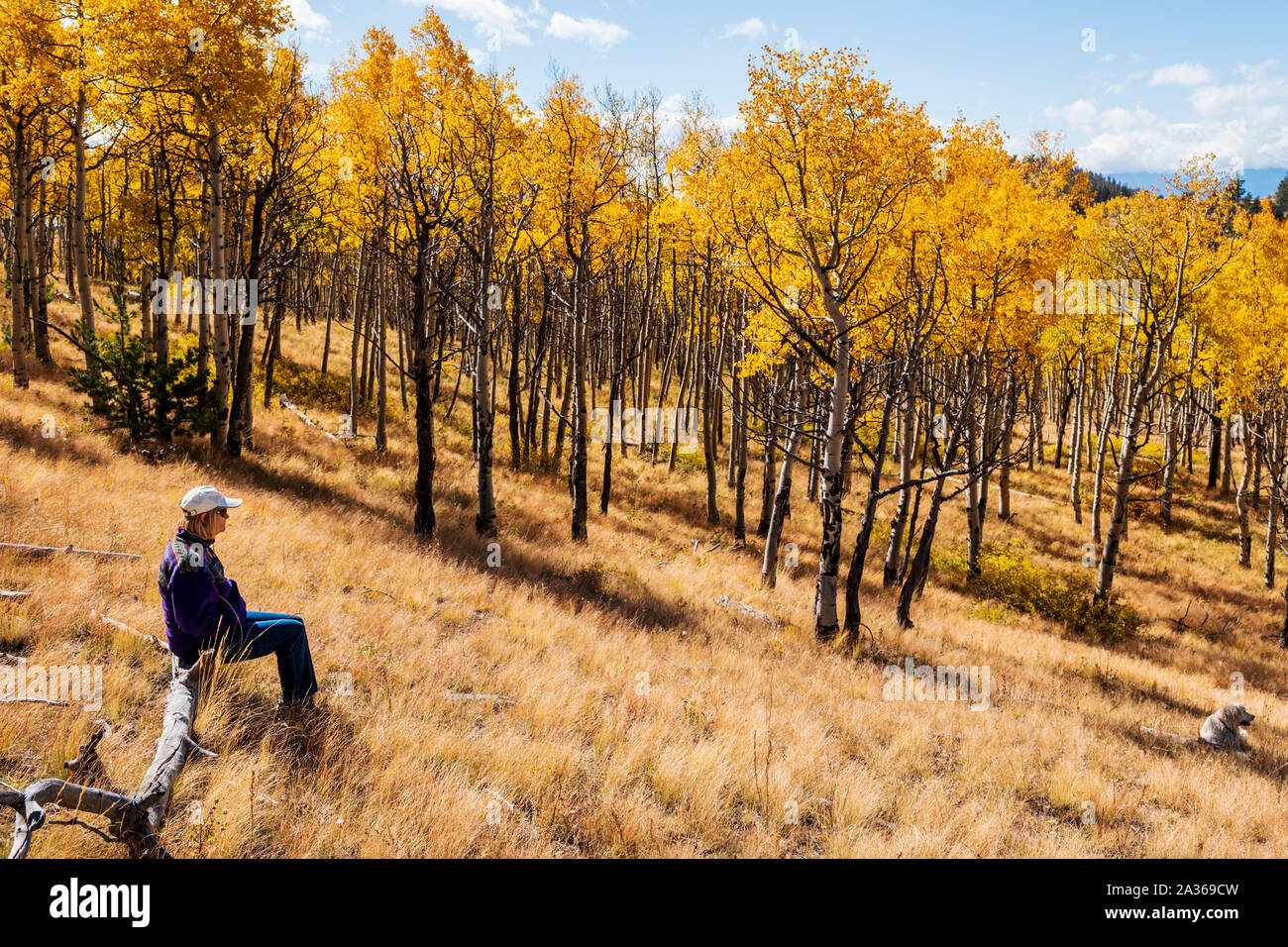 Weibliche Wanderer & Platin Golden Retriever Hund anhalten Farben des Herbstes zu genießen; Aspen Bäume; Aspen Ridge; Colorado; USA Stockfoto