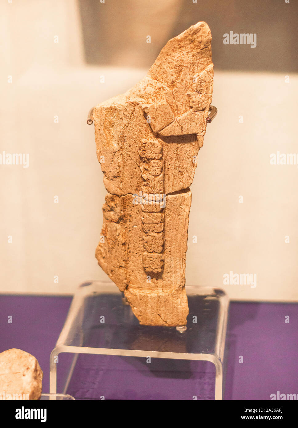 Maya Darstellung eines arm Guard mit Stein. C770 - 896 AD, Yucatan. Stockfoto