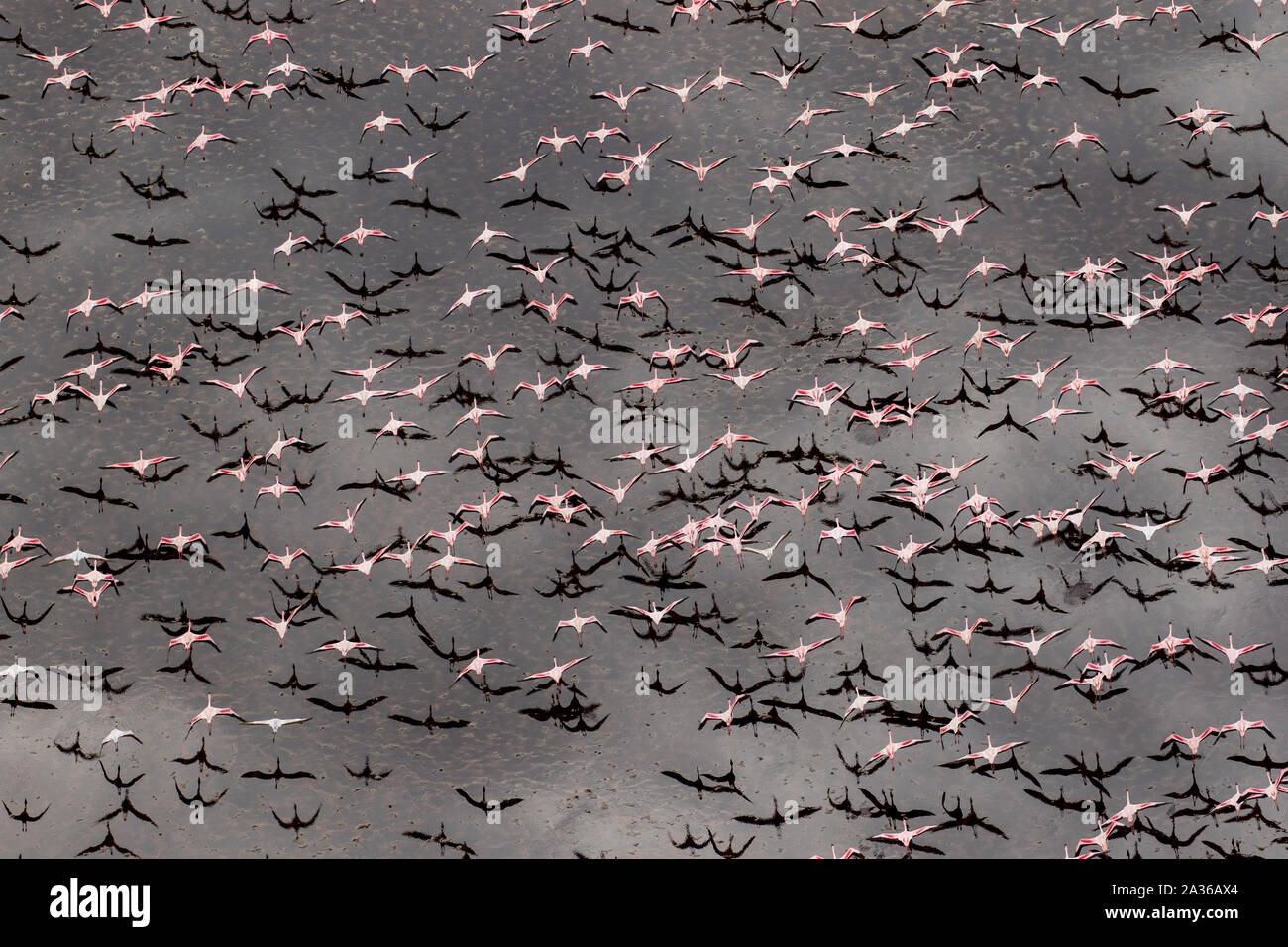 Afrika, Tansania, Luftaufnahme der Herde von größeren und kleineren Flamingos fliegen über Salz Wasser des Lake Natron Stockfoto