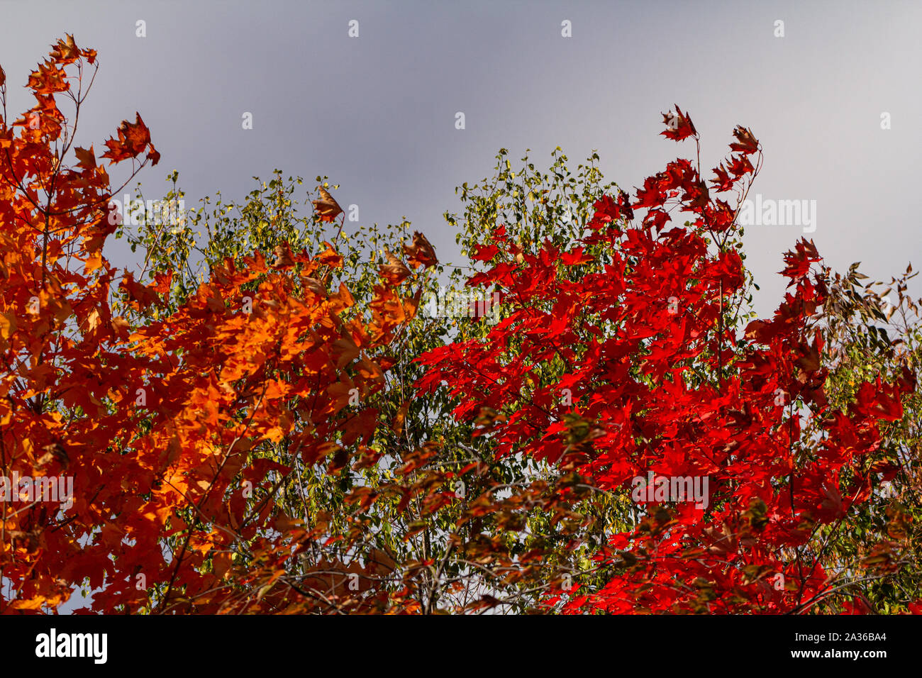 Rot, Grün und Gold Blätter im Herbst gegen einen grauen Himmel. Stockfoto