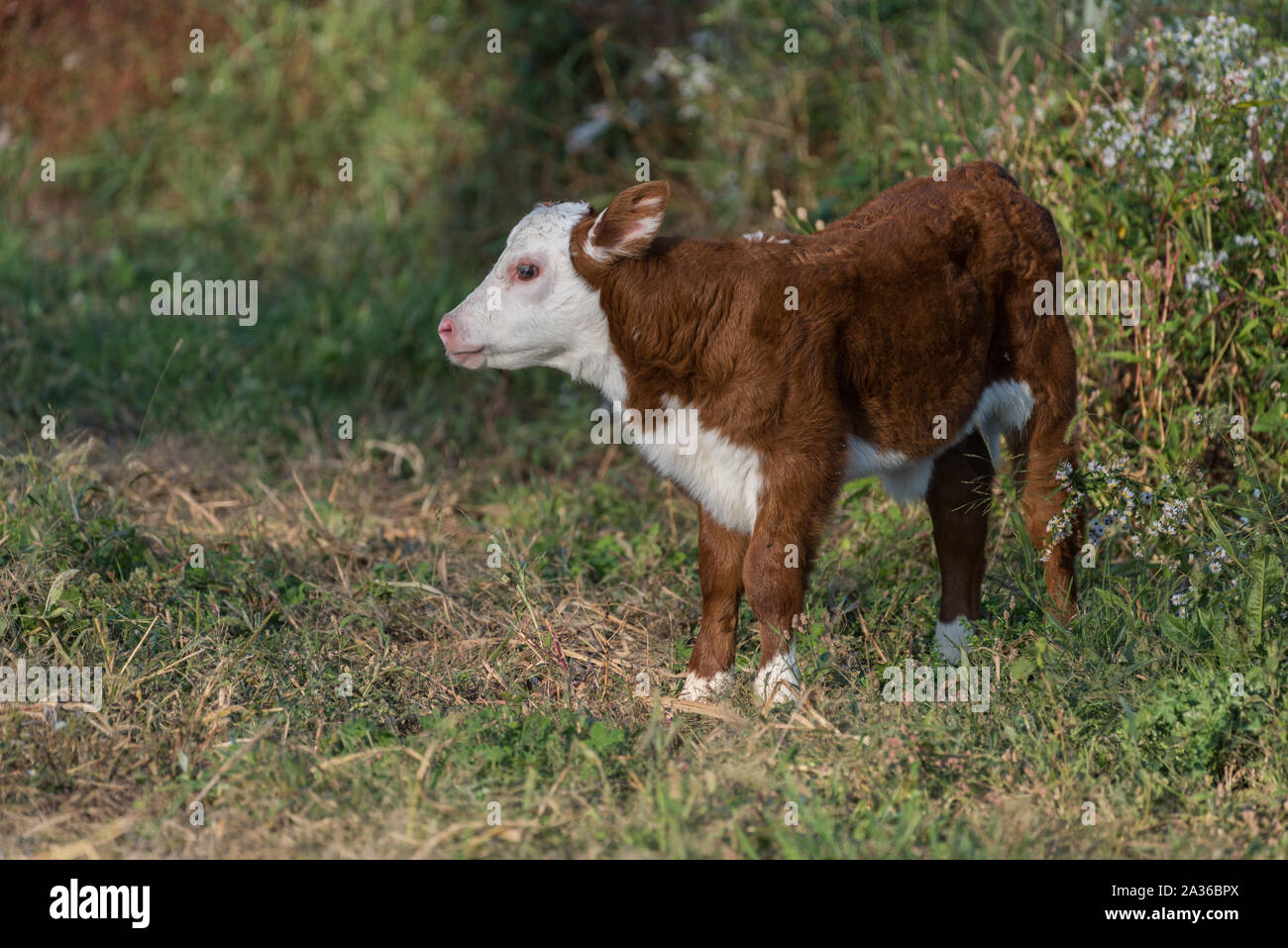 Kleiner neugeborenes Kalb in Feld im frühen Herbst in New England, USA Stockfoto