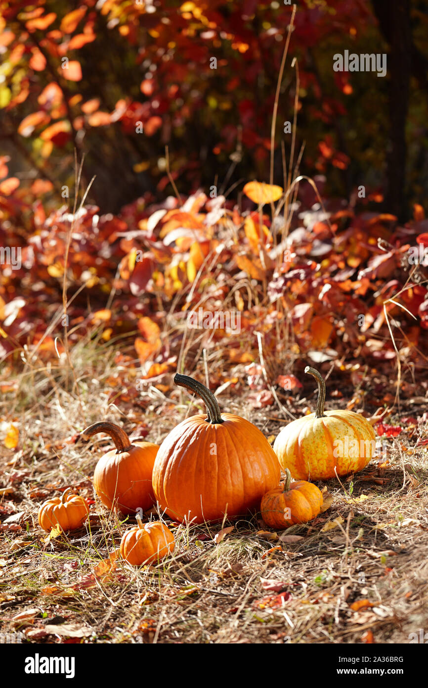 Orange Kürbisse im Herbst Wald Stockfoto