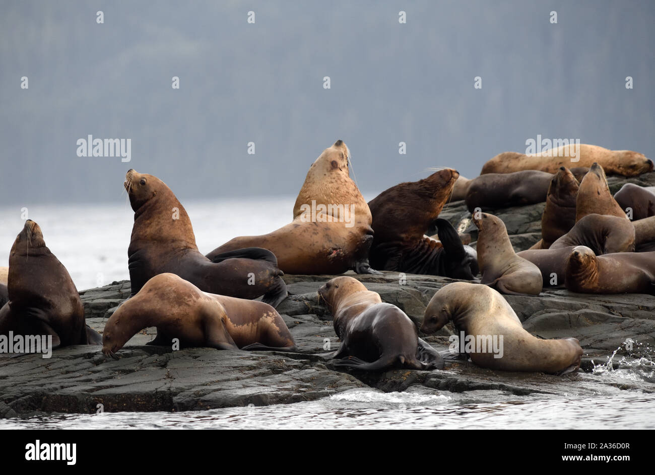 Steller Seelöwen oder nördlichen Seelöwen (Eumetopias jubatus) Entspannen auf Felsen. Port McNeil, British Columbia, Kanada. Stockfoto