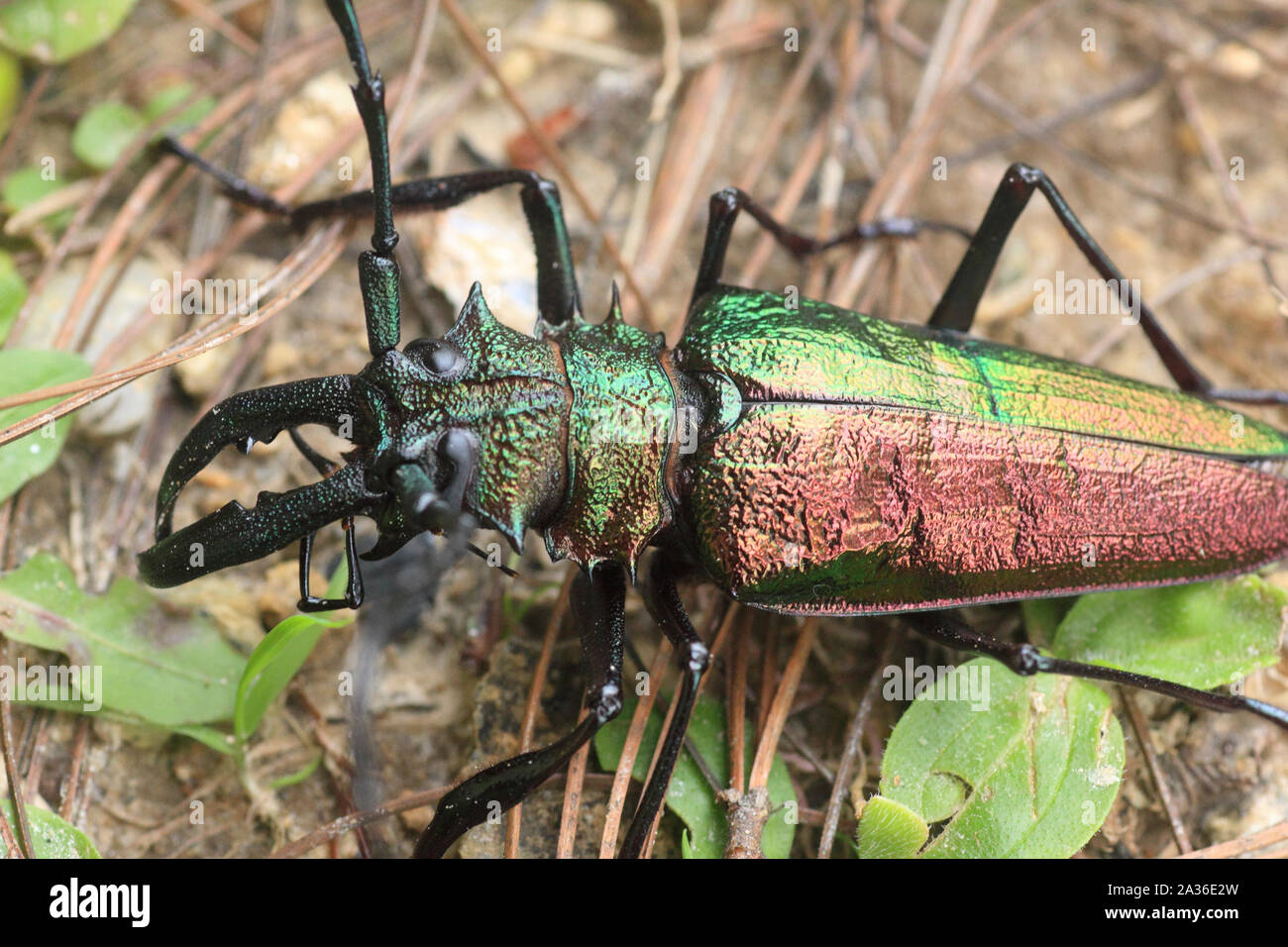 Longhorn beetle Insekt Cerambycidae Familie ordnung Coleoptera im Regenwald von Venezuela, Südamerika Stockfoto