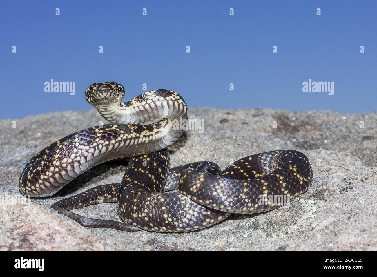 Breite - vorangegangen Schlange in Streik Position Stockfoto