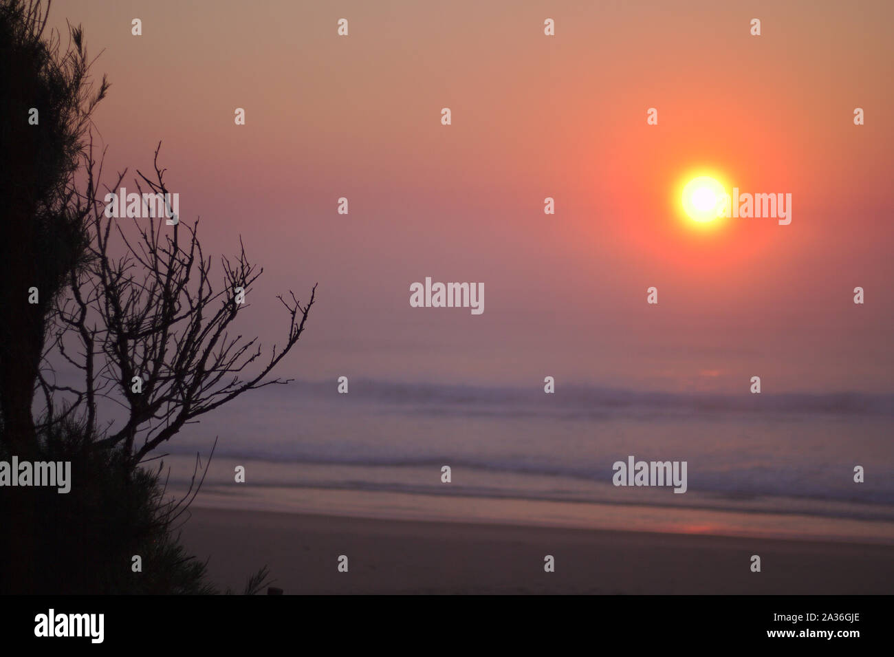 Sonnenaufgang mit Bush am Strand Stockfoto